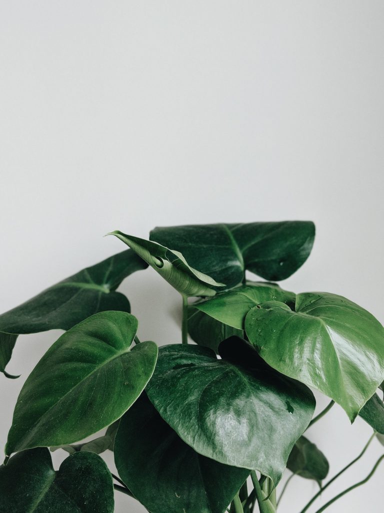An indoor green plant to represent mental health resources