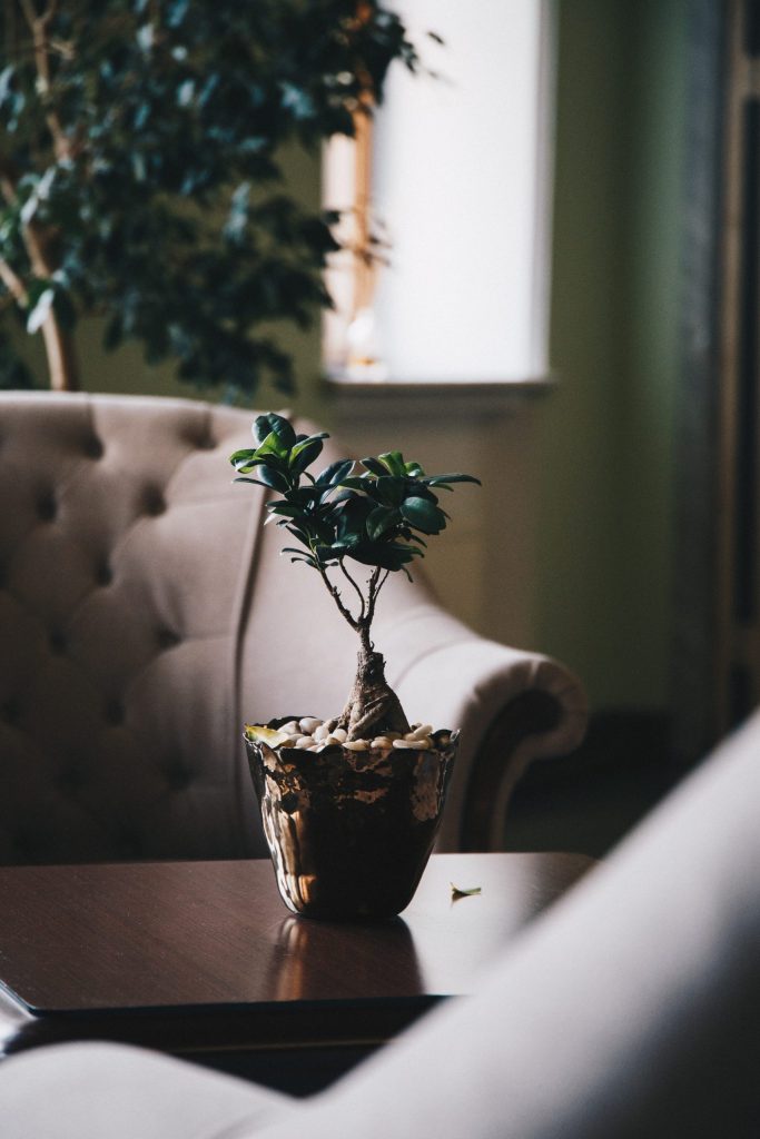 Plant sitting on coffee table to represent mental health resources